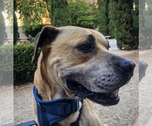 Kobe Boy - Male Black Mouth Cur-Boxer Mix Dog for Adoption - Photo #10