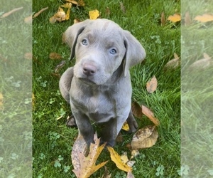 Labrador Retriever Puppy for sale in EBENSBURG, PA, USA
