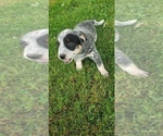Small Photo #4 Australian Cattle Dog Puppy For Sale in QUINCY, MI, USA