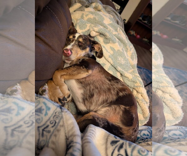 Medium Photo #2 Border Collie-Dachshund Mix Puppy For Sale in Aurora, CO, USA