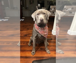 Labrador Retriever Puppy for sale in CLACKAMAS, OR, USA