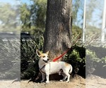 Small #1 Jack Chi