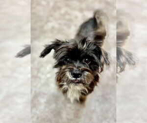 Mutt Dog for Adoption in GILBERTS, Illinois USA