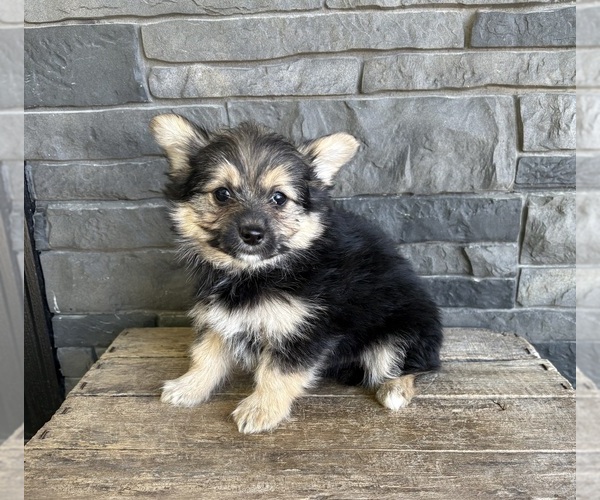 Medium Photo #3 Yoranian Puppy For Sale in MIDDLEBURY, IN, USA