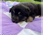 Small #2 Australian Shepherd