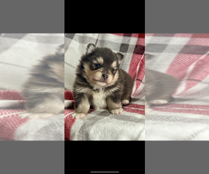 Pomsky Puppy for Sale in NILES, Michigan USA