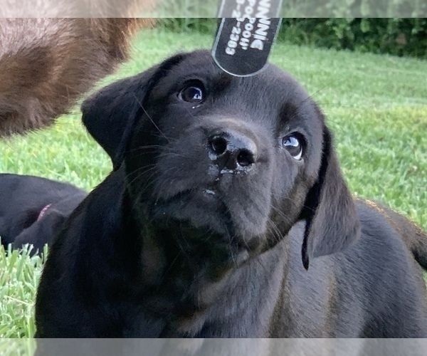 Medium Photo #4 Labrador Retriever Puppy For Sale in ALVIN, TX, USA