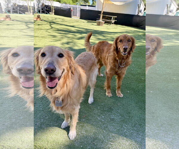 Medium Photo #5 Golden Retriever Puppy For Sale in Valrico, FL, USA
