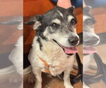 Small #2 Rat Terrier Mix