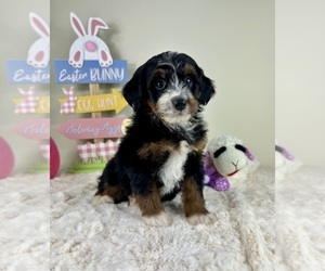 Miniature Bernedoodle Puppy for sale in GREENFIELD, IN, USA