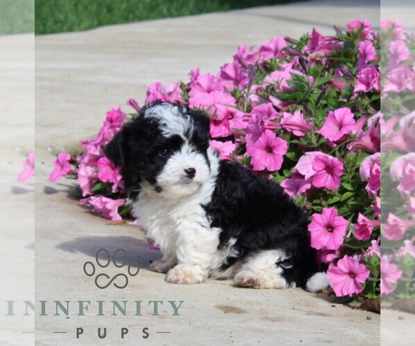 Medium Photo #2 Goldendoodle (Miniature) Puppy For Sale in OXFORD, PA, USA