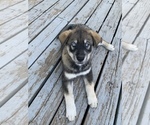Small Photo #1 Chow Chow-Siberian Husky Mix Puppy For Sale in GIDDINGS, TX, USA