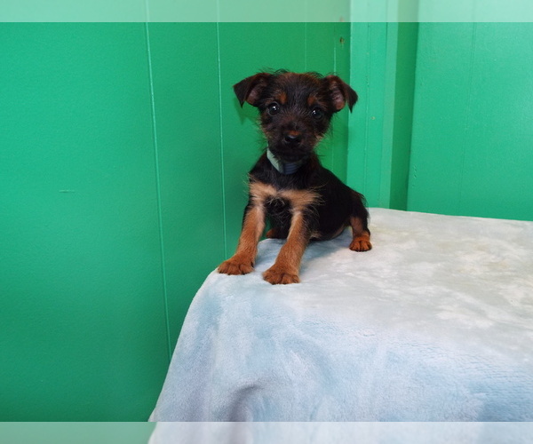 Medium Photo #1 Torkie Puppy For Sale in PATERSON, NJ, USA