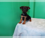 Small Photo #1 Torkie Puppy For Sale in PATERSON, NJ, USA