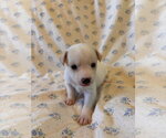 Small #3 Mutt