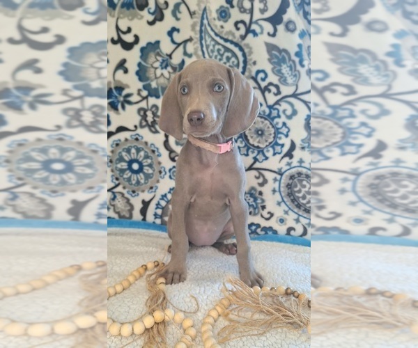 Medium Photo #29 Weimaraner Puppy For Sale in LEWISBURG, KY, USA