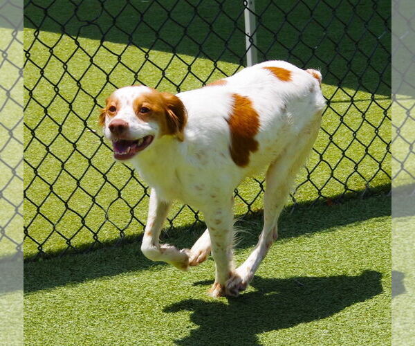 Medium Photo #5 Brittany-Unknown Mix Puppy For Sale in Curwensville, PA, USA