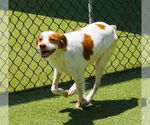 Small #4 Brittany Mix