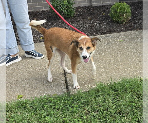 Medium Photo #1 Mutt Puppy For Sale in Evansville, IN, USA