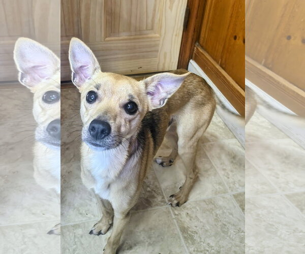 Medium Photo #4 Chihuahua-Unknown Mix Puppy For Sale in Raleigh, NC, USA