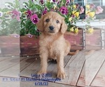 Small Photo #3 Goldendoodle Puppy For Sale in TOPEKA, IN, USA