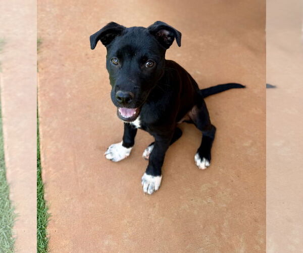 Medium Photo #3 Mutt Puppy For Sale in Greenville, SC, USA