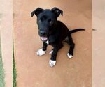 Small #2 Mutt