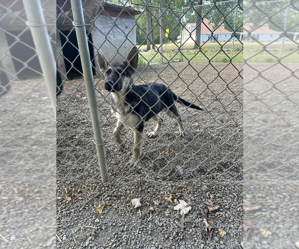 Medium Photo #4 German Shepherd Dog Puppy For Sale in PULASKI, PA, USA