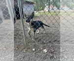 Small #3 German Shepherd Dog