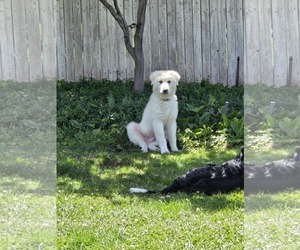 Great Pyrenees Dogs for adoption in Bountiful, UT, USA