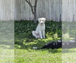 Small Great Pyrenees
