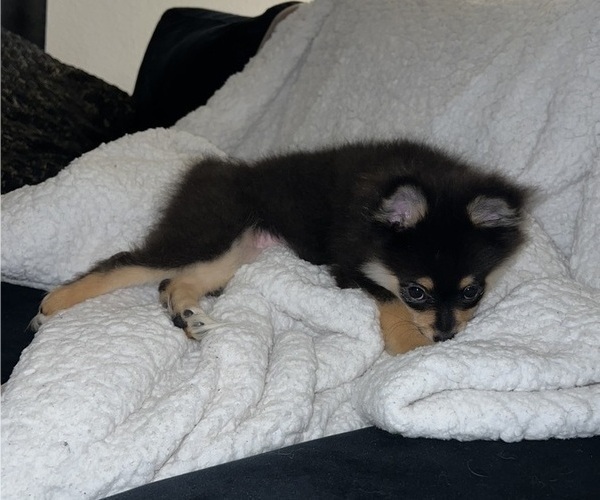 Medium Photo #7 Pomeranian Puppy For Sale in LAUREL, MD, USA