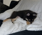Small #6 Pomeranian