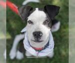 Small #34 Boxer Mix