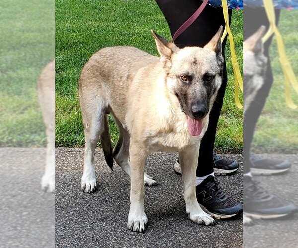 Medium Photo #8 German Shepherd Dog-Norwegian Elkhound Mix Puppy For Sale in Winston Salem, NC, USA