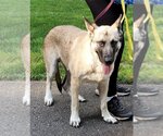 Small Photo #8 German Shepherd Dog-Norwegian Elkhound Mix Puppy For Sale in Winston Salem, NC, USA