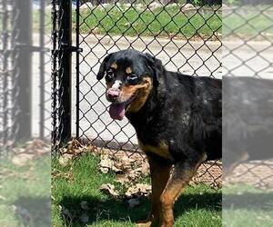 Rottweiler Dogs for adoption in Temple, TX, USA