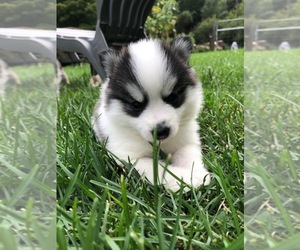 Pomsky Puppy for sale in SAVOY, MA, USA