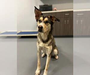 Trip - Male Siberian Husky-Unknown Mix Dog for Adoption - Photo #2