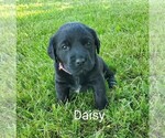 Puppy 3 Labrador Retriever