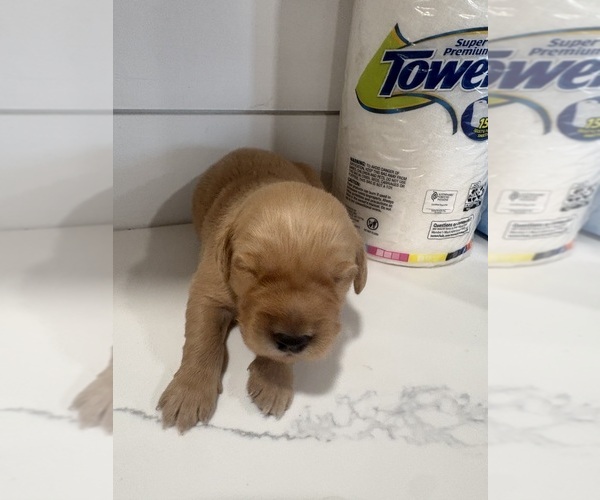 Medium Photo #1 Golden Retriever Puppy For Sale in GARDEN VALLEY, CA, USA