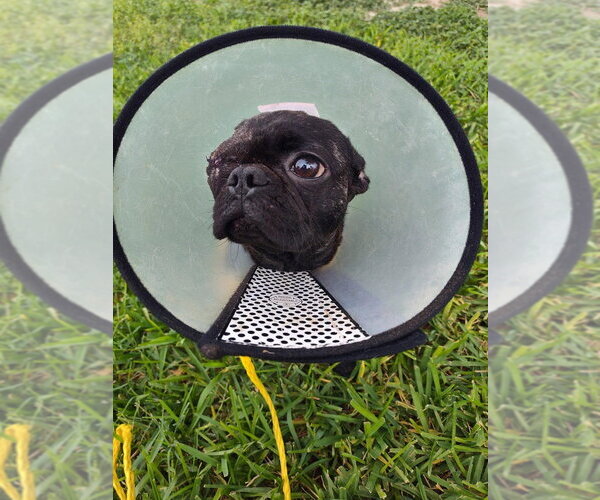 Medium Photo #2 Pug-Unknown Mix Puppy For Sale in New York, NY, USA