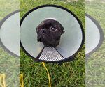Small #1 Pug Mix