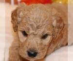 Small Photo #3 Goldendoodle Puppy For Sale in FAIR GROVE, MO, USA