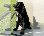 Small Photo #1 Poodle (Standard) Puppy For Sale in LEXINGTON, GA, USA