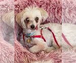Small Photo #2 Havanese Puppy For Sale in St. Louis Park, MN, USA