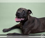 Small #2 American Pit Bull Terrier Mix