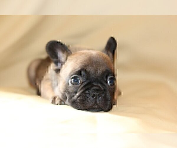 Medium Photo #1 French Bulldog Puppy For Sale in WINDERMERE, FL, USA