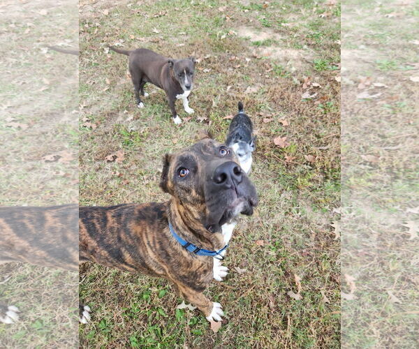 Medium Photo #5 Mutt Puppy For Sale in Shreveport, LA, USA