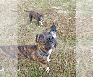 Stanley - Male Mutt Dog for Adoption - Photo #5